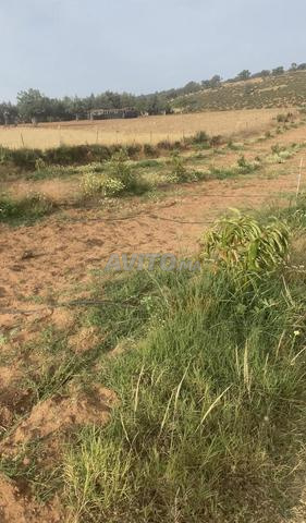 هكتار محفض واشجار افوكا 16كم من بحراوي