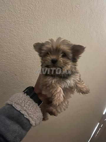 Bichon toy - 2