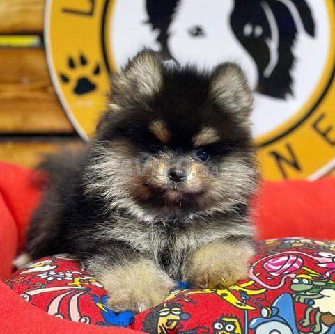 Animalerie sur casablanca 