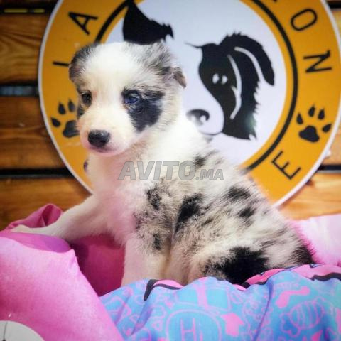 Animalerie sur casablanca  - 2