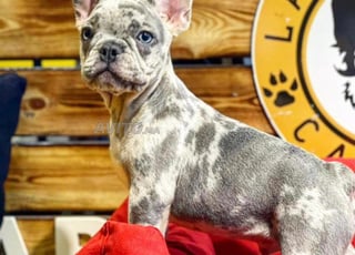 Chiens et chats rares