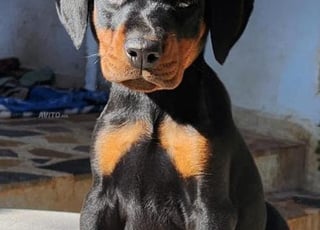 Dobermann chiots
