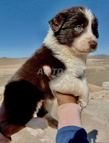 Border collie merle à réserver