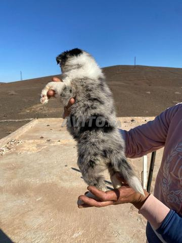 Border collie merle à réserver