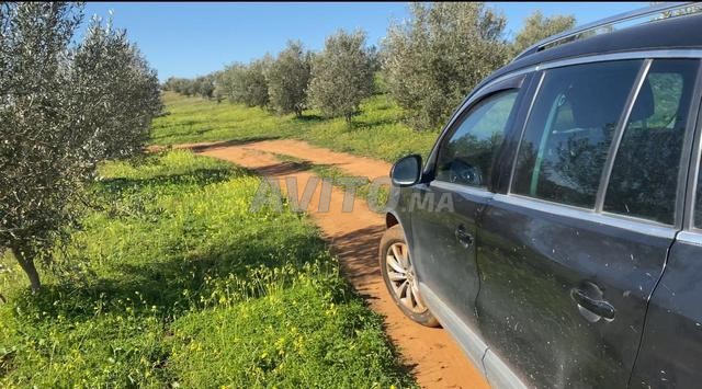 خمسة هكتارات كلها اشجار زيتون همزة 