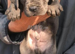 Chiot cane corso