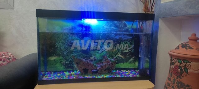 aquarium à un prix intéressant 