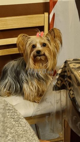 Yorkshire terrier nain