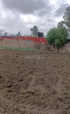 دوار ولد عاصم قرية بنعودة إقليم القنيطرة 