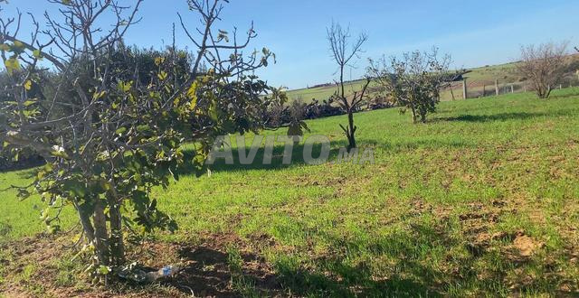 هكتار محفض فيه اشجار مختلطة نواحي بحراوي