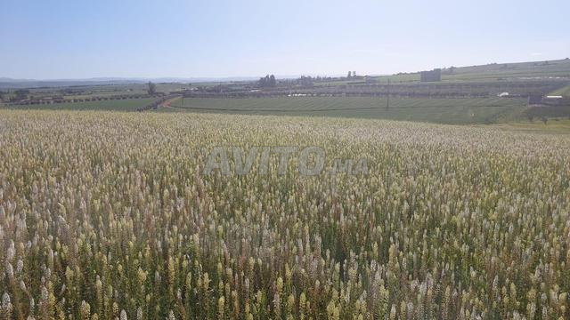 Ter titre 8ha ait wahhi tiflet - 2