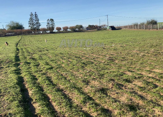 هكتار ونصف بئر مسيج 4كم من البحراوي كاموني