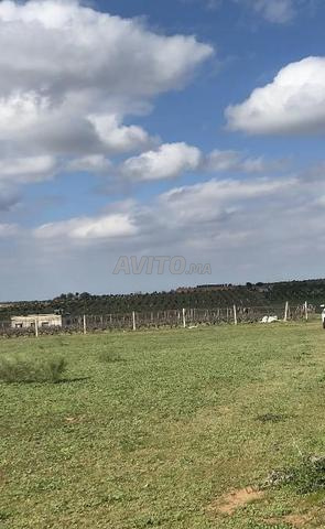 هكتار ونصف 4كم من البحراوي مسيج بئر 