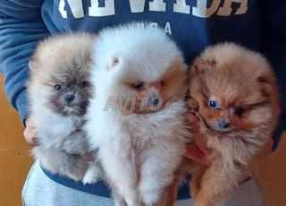 كلب صغير من نوع سبيتز بوميرانيان