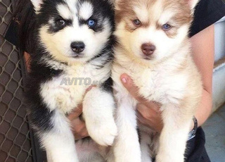 husky malamut avec carnet 