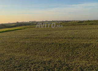 هكتار محفض ممتاز قريب تيفلت 