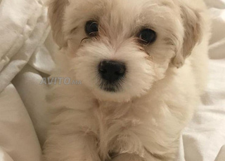 petite bichon adorable 