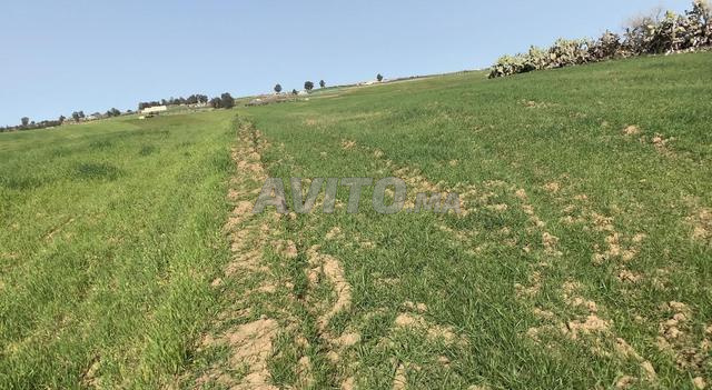 هكتار وثلاثة خدامة محفضة مربعة 