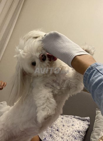 Un chien bichon maltais | Animaux à Casablanca | Avito.ma