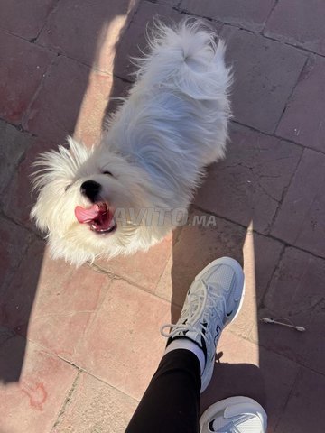 Un chien bichon maltais | Animaux à Casablanca | Avito.ma