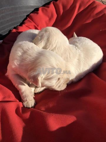 Golden retriever pedigree