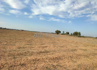 Terrain agricol titré à vendre Tiflet