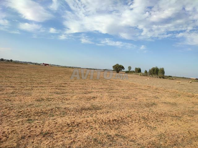 Terrain agricol titré à vendre Tiflet