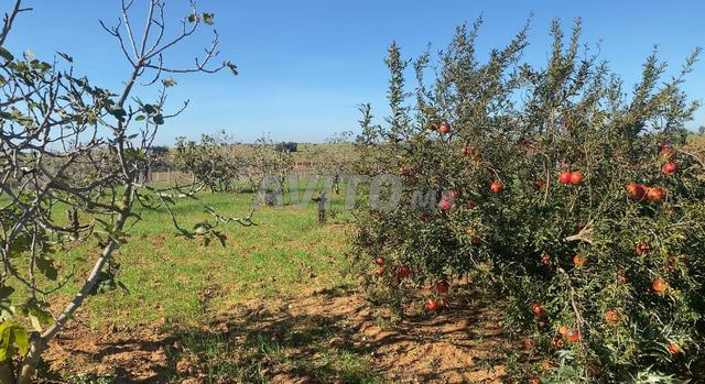 هكتار محفض وشجيرات نواحي البحراوي 