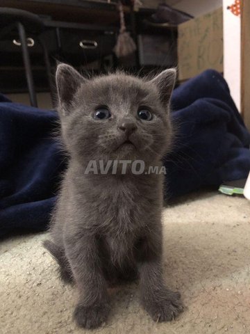 cat gris dressé 