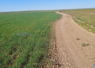 TERRAIN AGRICOL DE 32 HECTARES EN VENTE
