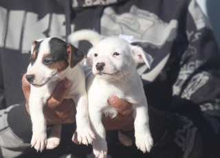magnifiques chiots jack russel