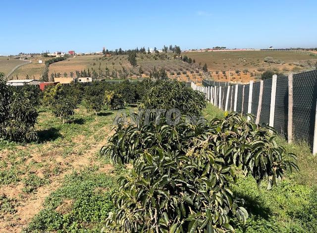 هكتار واشجار الأفوكادو وبئر نواحي علال بحراوي