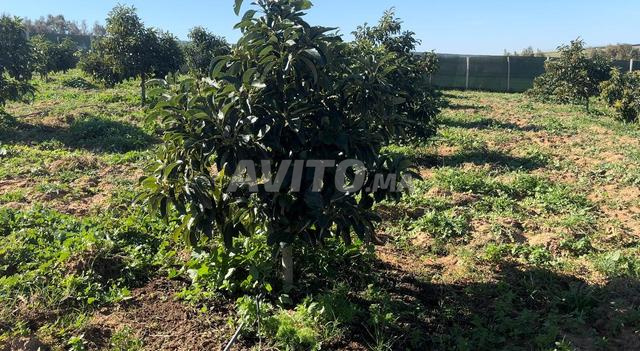 هكتار واشجار افوكادو بئر ميسجة وسور - 2