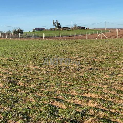 هكتاران و 2000متر محفضة وبئر 4كم من تيفلت