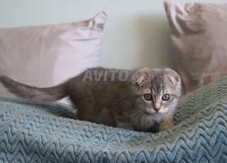 Chat scotish age de 3 mois
