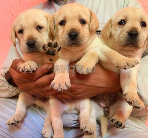 Labrador retriever 