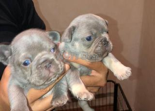 Chiot bulldog francais 