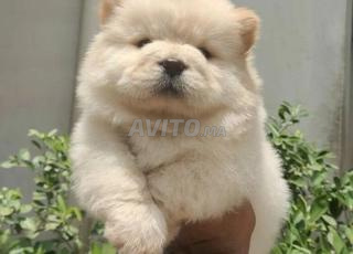 تشاو تشاو ذكر وأنثى