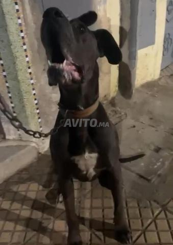 Dog allemand danois - 2