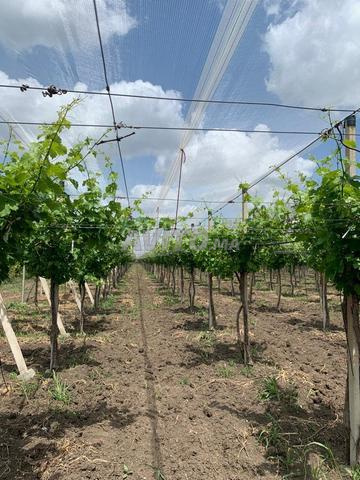 Ferme 25 hectares de vigne et valenciennes navels