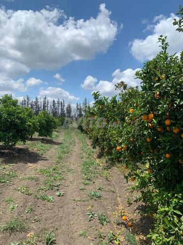 مزرعة 25 هكتار من الكرم و فالنسيان نافيل