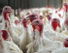 TERRAIN DE 8 HA À JAMAAT OULED ABBOU