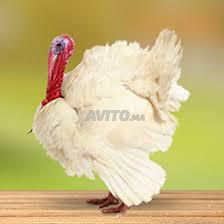 TERRAIN 4 HA REJION BEN MAACHOU 