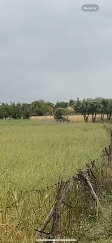 هكتار محفض مربع شكل ممتاز 5كم من تيفلت  