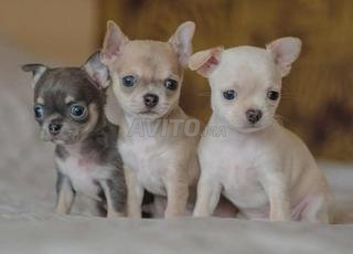 تشيهواهوا توي