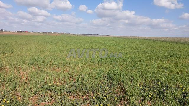 Ter titre 12000m2 om sallat kamouni - 2