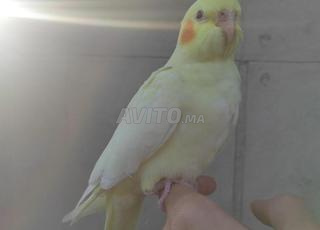  Kookie ❤️ disponible à Casablanca 🤗 bien drésé 👌🏻😌