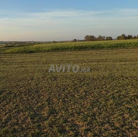 هكتار والف متر محفض الطريق وسط الفيرمات