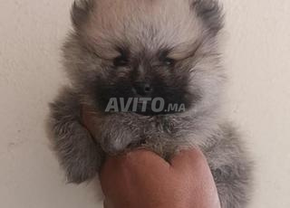 كلاب بوميرانيان سبيتز