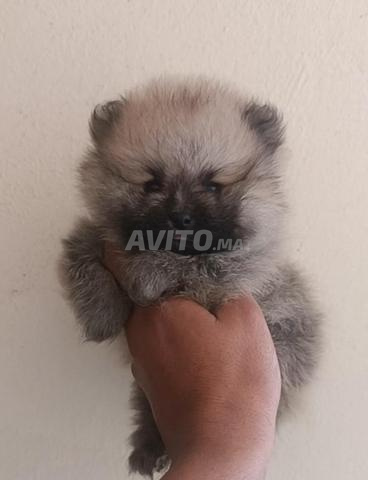 Spitz Poméranie - 2